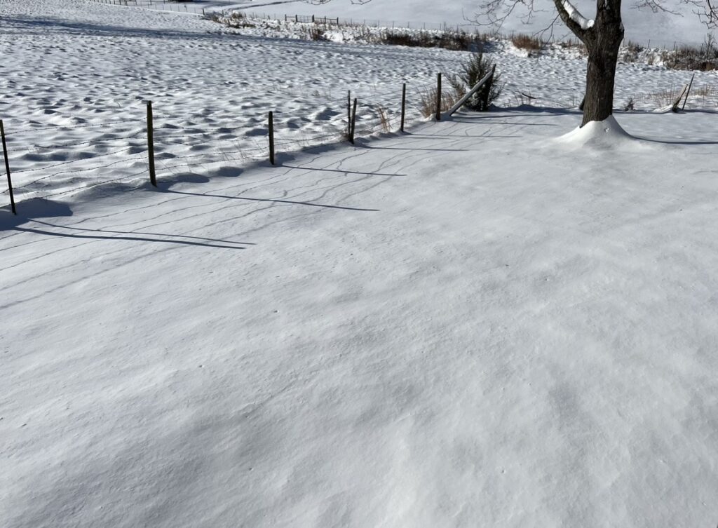 When routines fall apart, a snow-covered yard captures a moment of calm and stillness, helping to reset our rhythms.  